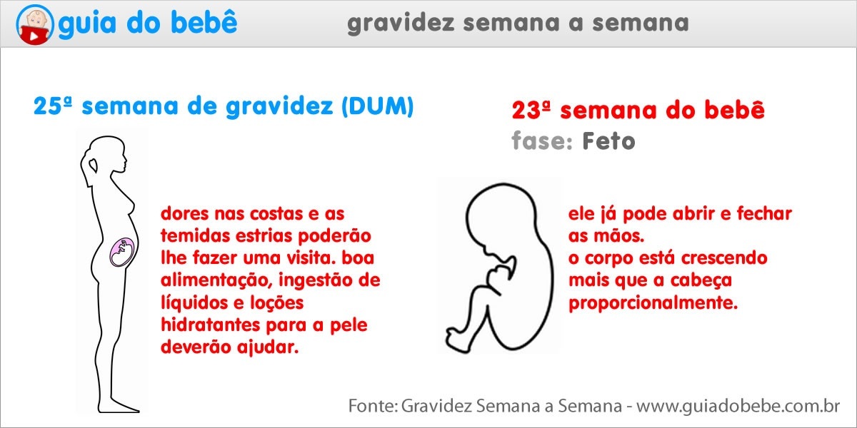Semana 25 de gravidez (DUM) - Guia do Bebê Semana 25 de gravidez (DUM) - Guia do Bebê