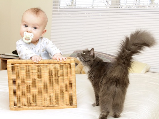 Bebê com chupeta na boca dentro de um cesto e um gato curioso - Olga Bogatyrenko / ShutterStock
