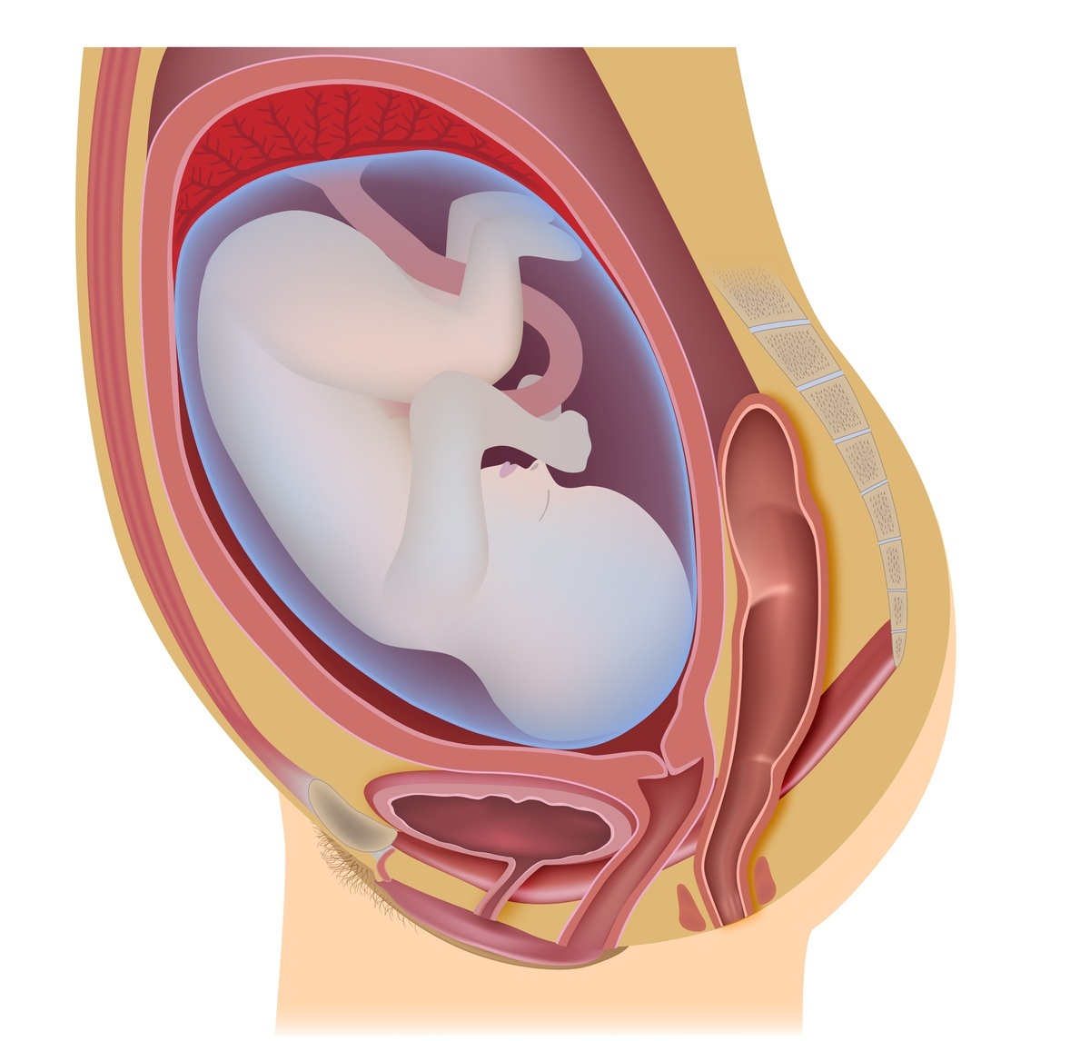 Feto humano - foto: Alila Medical Media/ShutterStock.com Feto humano - foto: Alila Medical Media/ShutterStock.com