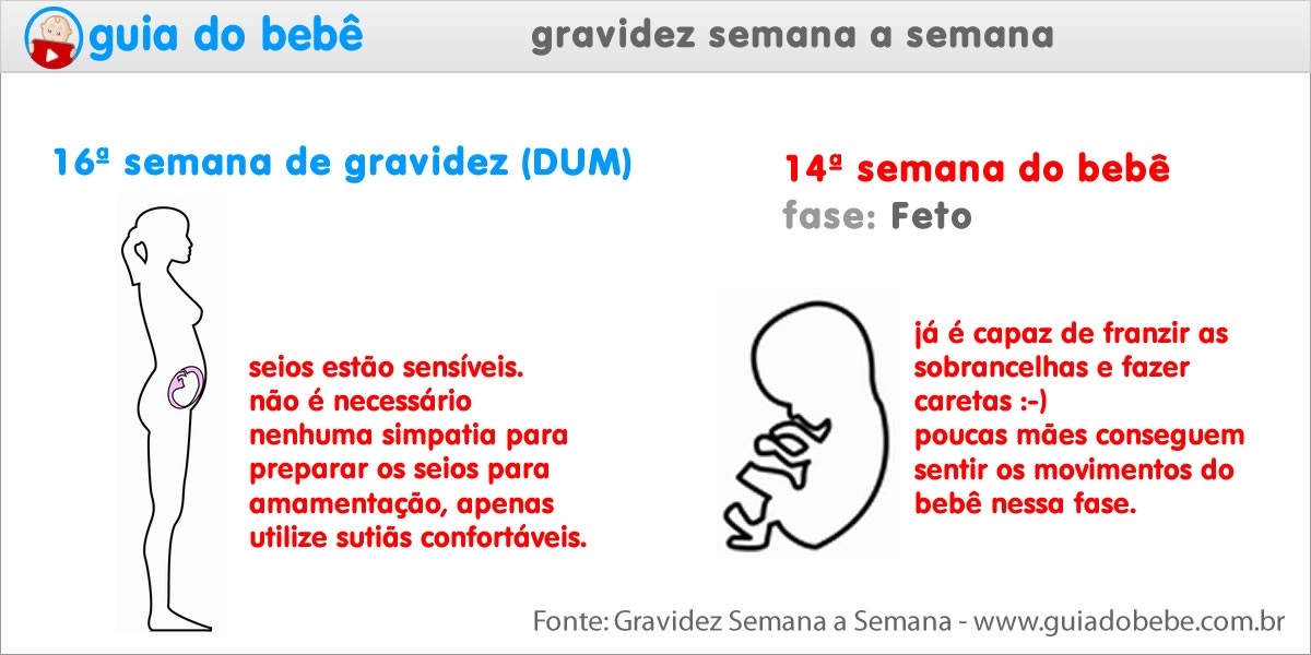 Semana 16 de gravidez (DUM) - Guia do Bebê Semana 16 de gravidez (DUM) - Guia do Bebê
