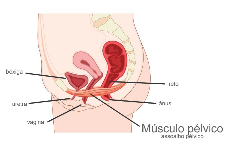 Ilustração mostrando a posição dos músculos do assoalho pélvico - foto: Blamb/ShutterStock.com