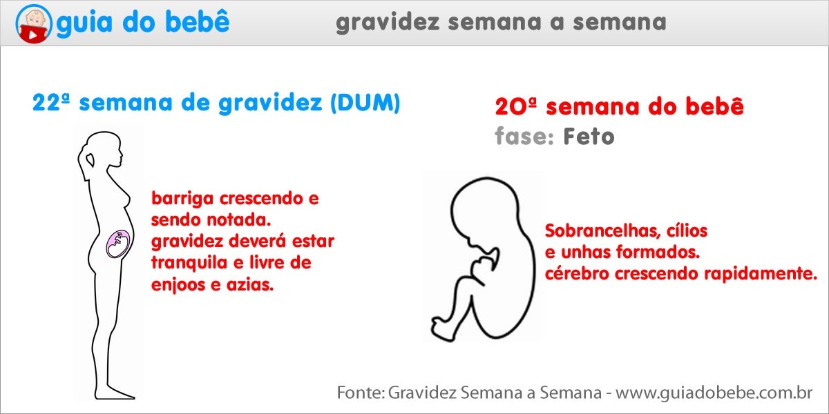 Semana 22 de gravidez (DUM) - Guia do Bebê Semana 22 de gravidez (DUM) - Guia do Bebê