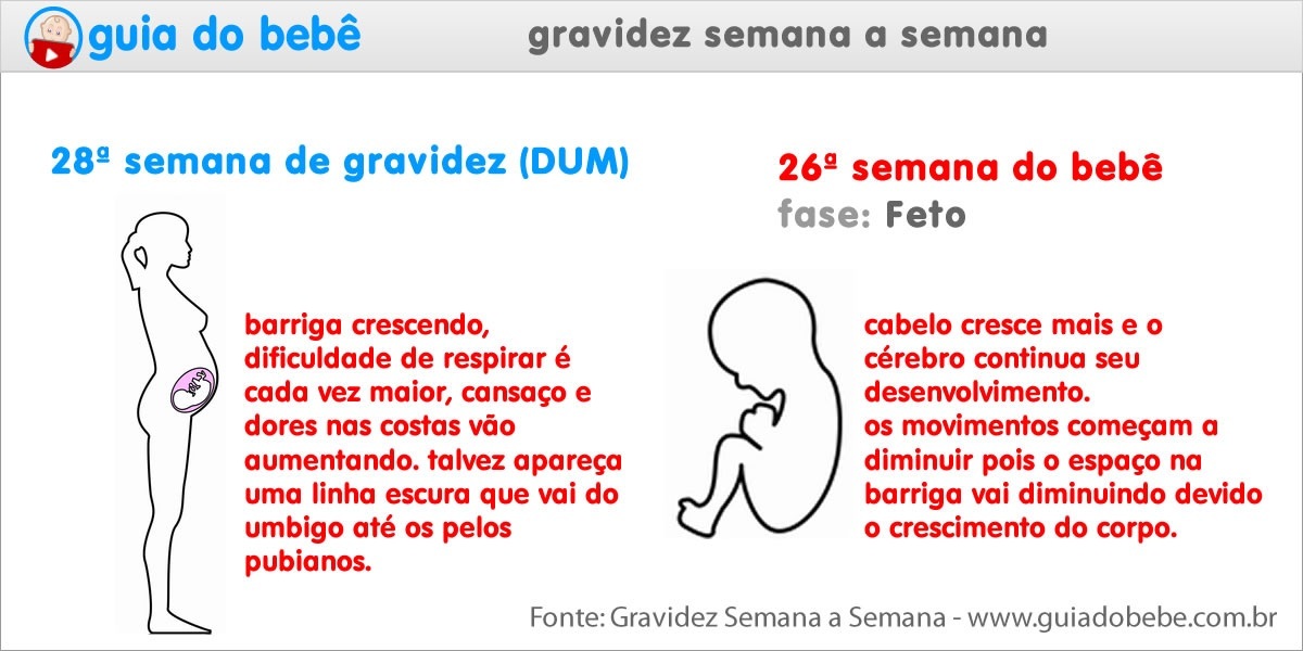 Semana 28 de gravidez (DUM) - Guia do Bebê Semana 28 de gravidez (DUM) - Guia do Bebê