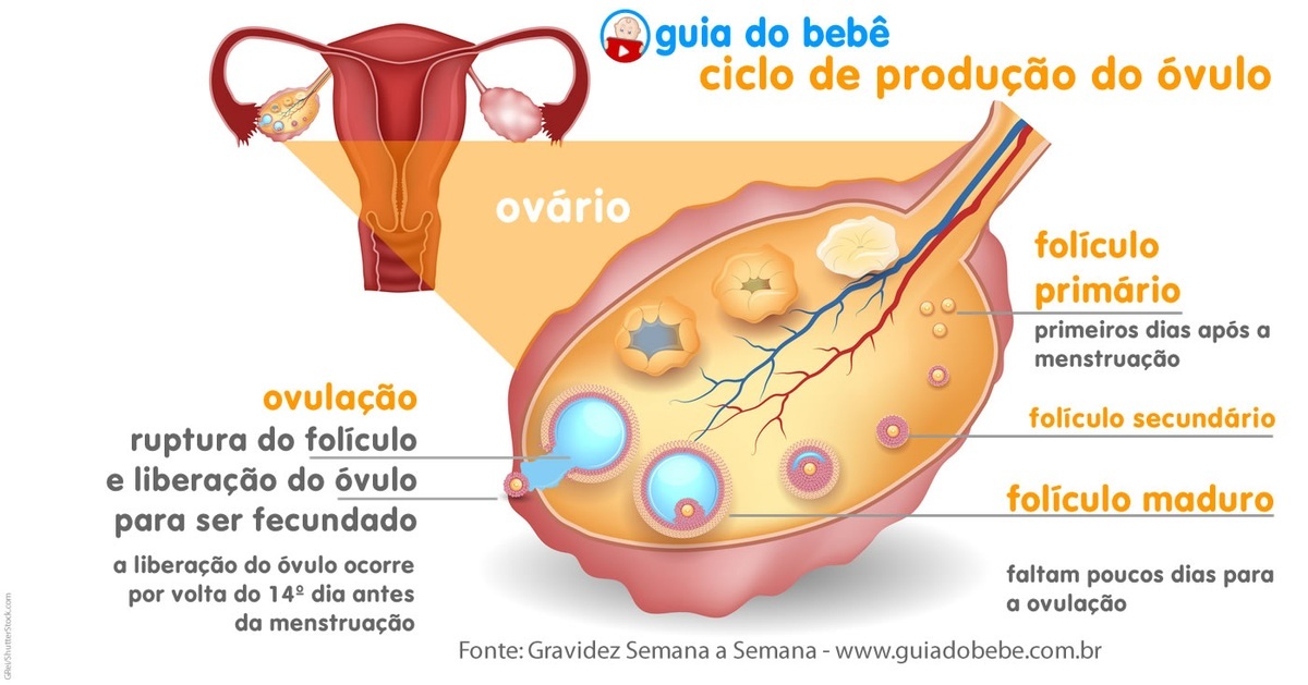 Ciclo de produção do óvulo - Guia do Bebê