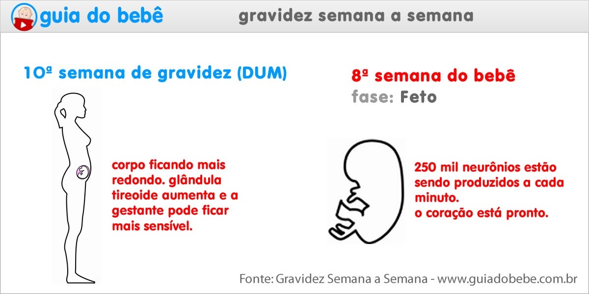 Semana 10 de gravidez (DUM) - Guia do Bebê Semana 10 de gravidez (DUM) - Guia do Bebê