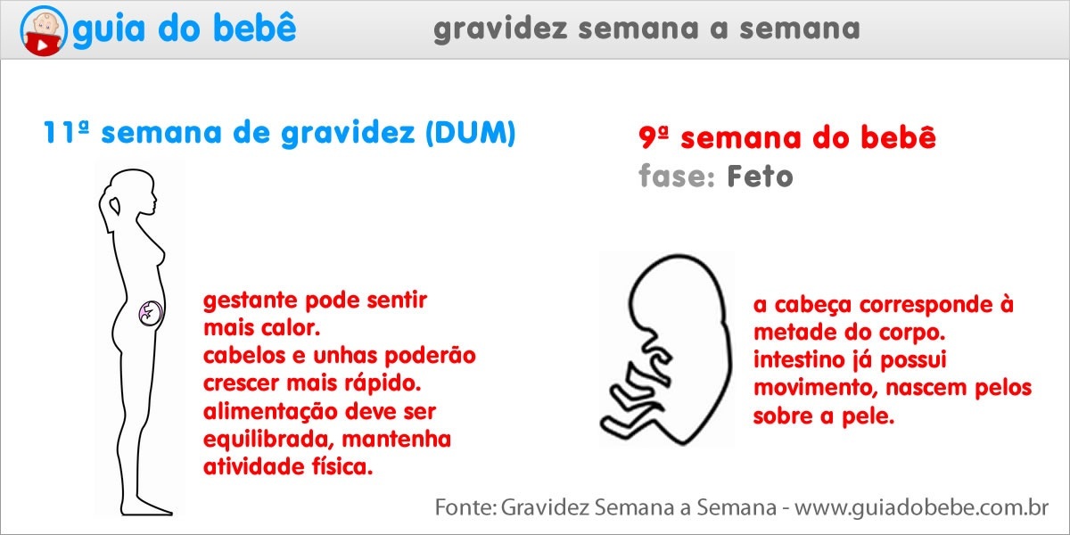 Semana 11 de gravidez (DUM) - Guia do Bebê Semana 11 de gravidez (DUM) - Guia do Bebê