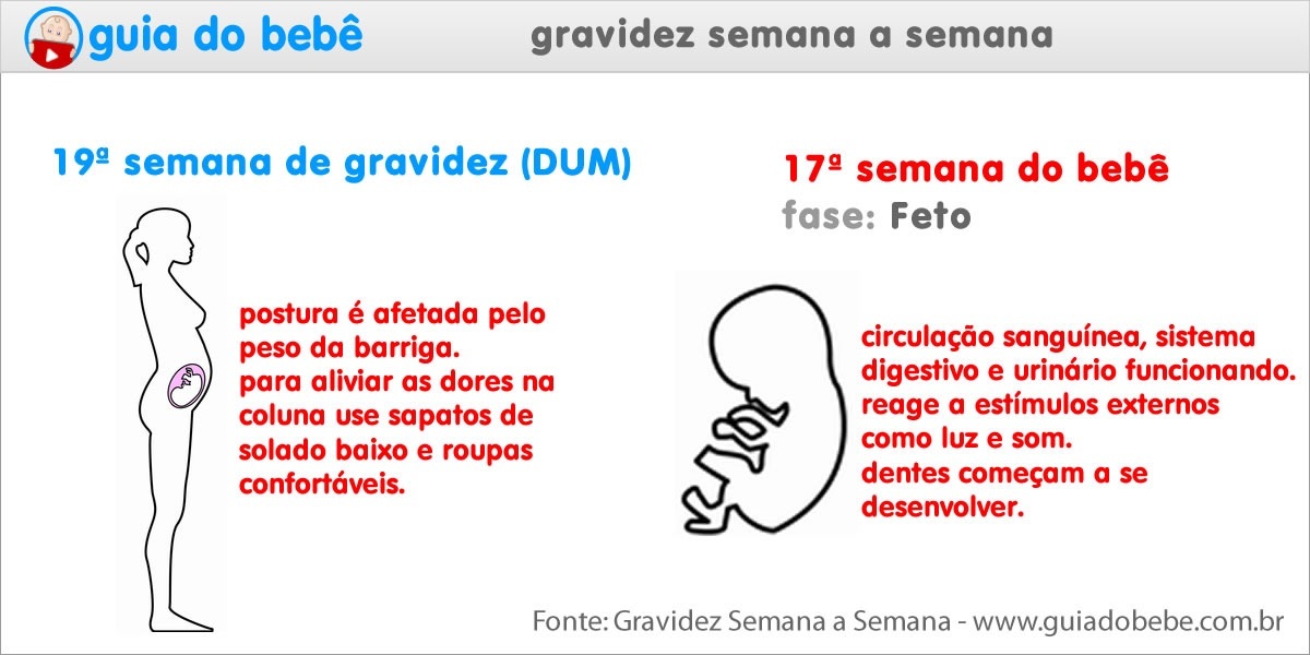 Semana 19 de gravidez (DUM) - Guia do Bebê Semana 19 de gravidez (DUM) - Guia do Bebê