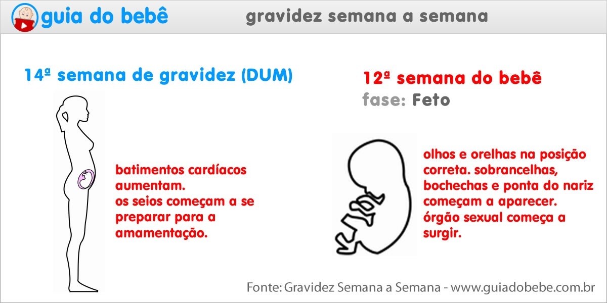 Semana 14 de gravidez (DUM) - Guia do Bebê Semana 14 de gravidez (DUM) - Guia do Bebê