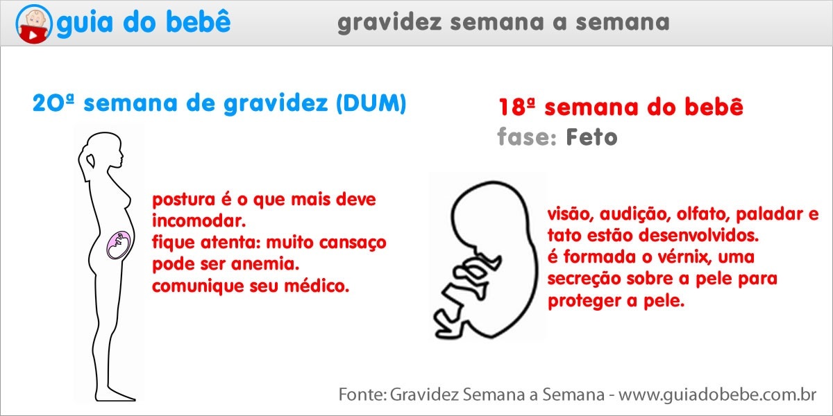 Semana 20 de gravidez (DUM) - Guia do Bebê Semana 20 de gravidez (DUM) - Guia do Bebê