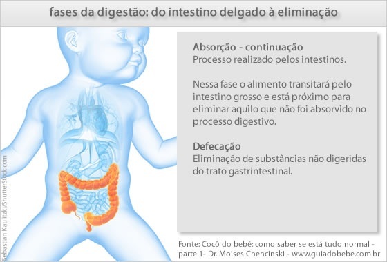 As fases da digestão: do intestino delgado à eliminação - Foto: Sebastian Kaulitzki/ShutterStock.com