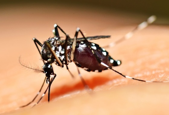 Mosquito Aedes Aegypti sobre a pele sugando sangue - Foto: mrfiza/ShutterStock.com