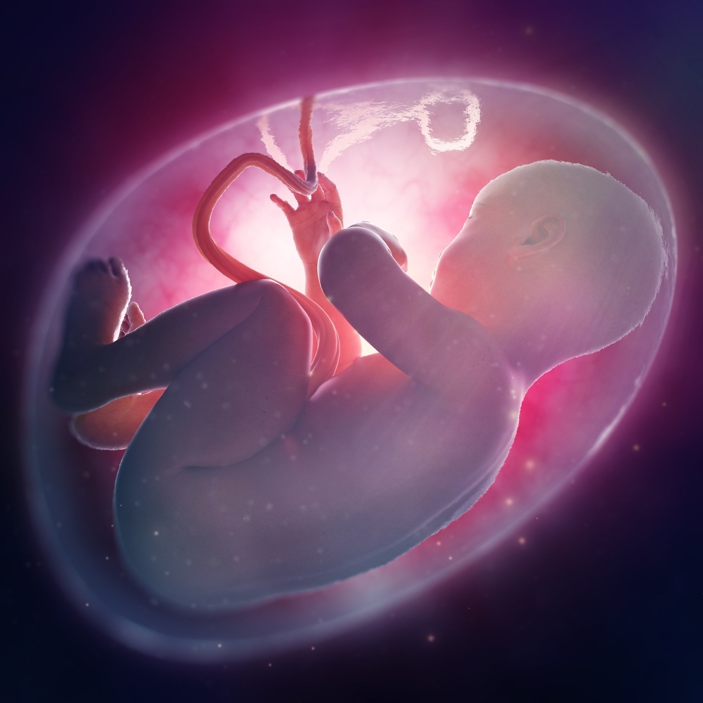 Ilustração de um feto - foto: Mopic/ShutterStock.com