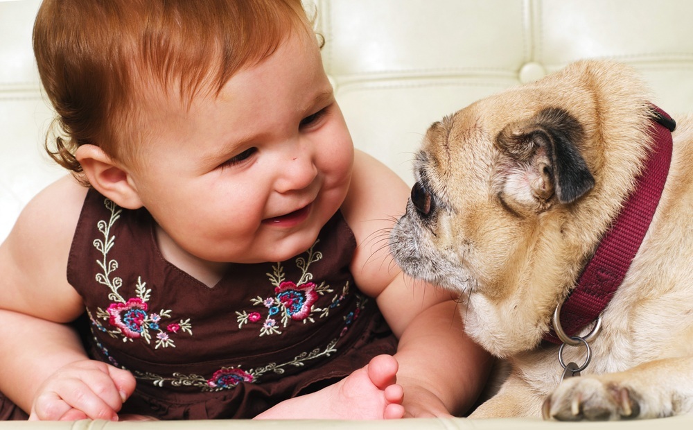 Bebê brincando com o cão Pug - Foto: Paul Matthew Photography/Shutterstock.com Bebê brincando com o cão Pug - Foto: Paul Matthew Photography/Shutterstock.com