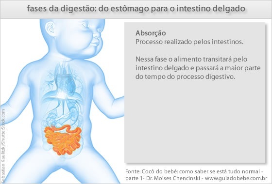 As fases da digestão: do estômago para o intestino delgado - Foto: Sebastian Kaulitzki/ShutterStock.com